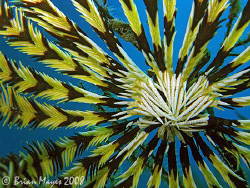 Is this the national flag of Malaysia or a Feather Star?.... by Brian Mayes 